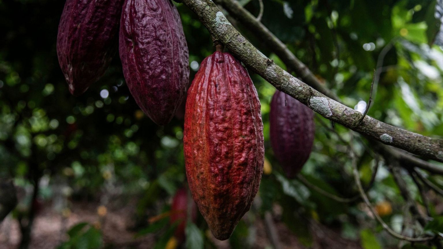 Des cabosses de cacao sont suspendues à un arbre à Divo, dans le centre-ouest de la Côte d'Ivoire, le 19 novembre 2023.