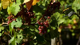 Dans un monde en réchauffement, le Yorkshire pourrait-il devenir le nouveau Bordeaux ?